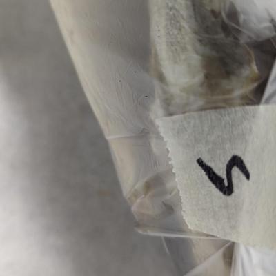 Fixed Blade Stag Handled Knives Choice 5