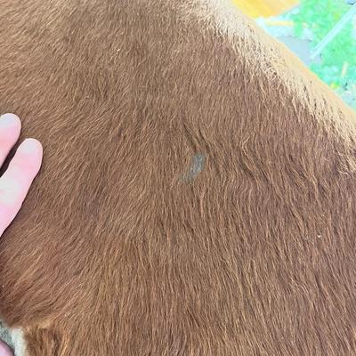 Large Cowhide Rug