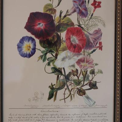 Vintage Framed Floral Prints (2)