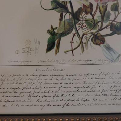 Vintage Framed Floral Prints (2)