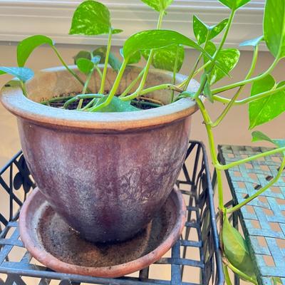 Lot Planters & Potted Plants