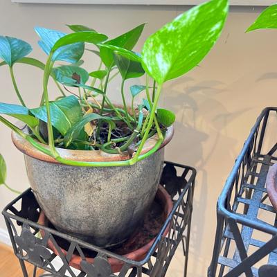 Lot Planters & Potted Plants