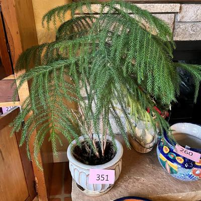 Norfolk Pine Tree