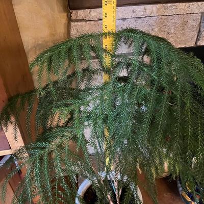 Norfolk Pine Tree