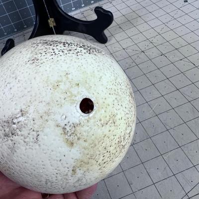 Real Ostrich Egg 
