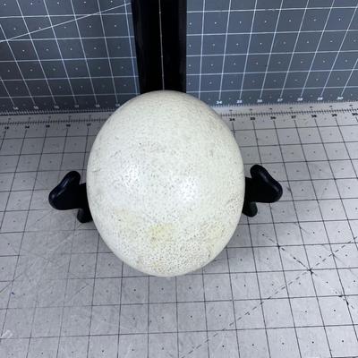 Real Ostrich Egg 