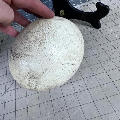 Real Ostrich Egg 
