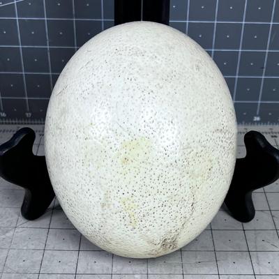Real Ostrich Egg 
