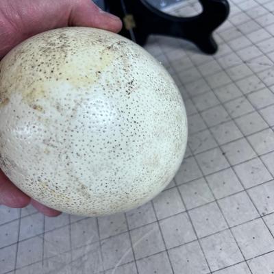 Real Ostrich Egg 