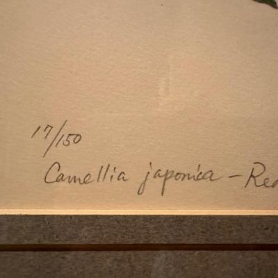 Signed & Titled â€œCamellia Japoniaâ€ by Artist