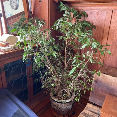 Ficus plant in Asian pot - very ornate
