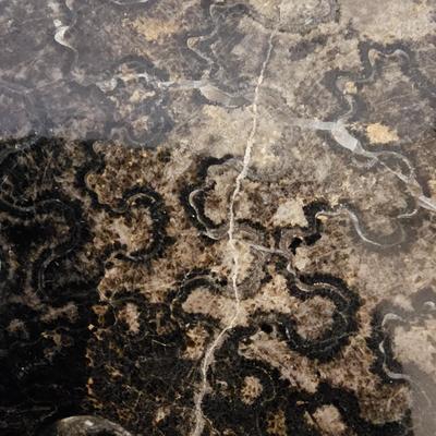 Large Ammonite Fossil w/Stand (L-JS)