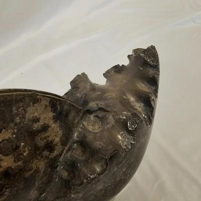 Large Ammonite Fossil w/Stand (L-JS)