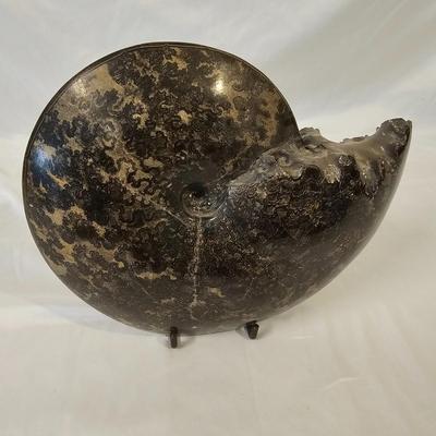 Large Ammonite Fossil w/Stand (L-JS)