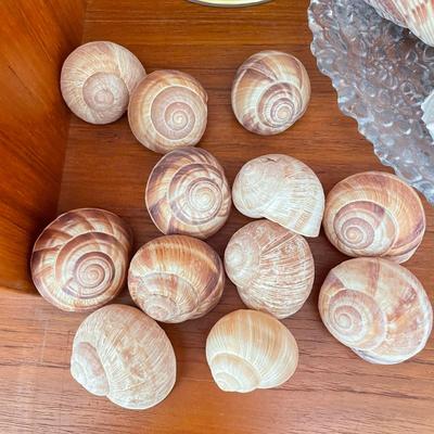Large & Small Sea Shells (DR-SS)
