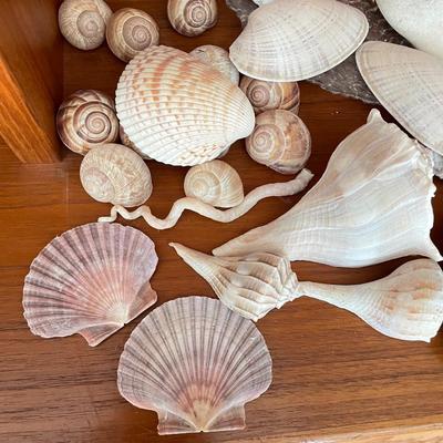 Large & Small Sea Shells (DR-SS)