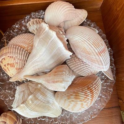 Large & Small Sea Shells (DR-SS)