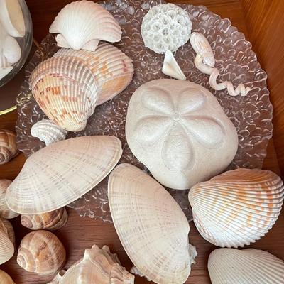Large & Small Sea Shells (DR-SS)