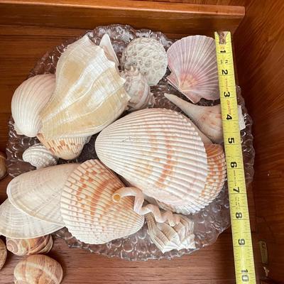 Large & Small Sea Shells (DR-SS)