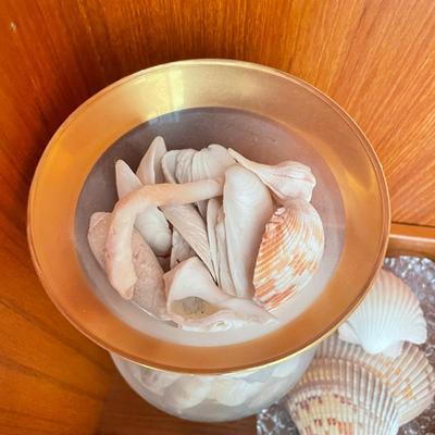 Large & Small Sea Shells (DR-SS)