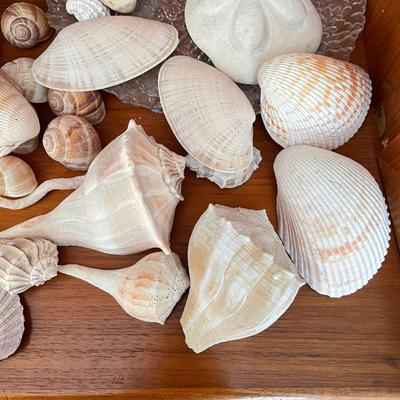 Large & Small Sea Shells (DR-SS)