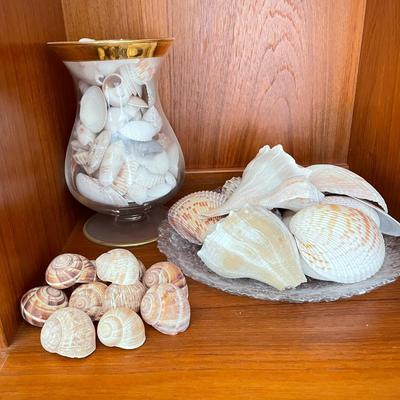 Large & Small Sea Shells (DR-SS)