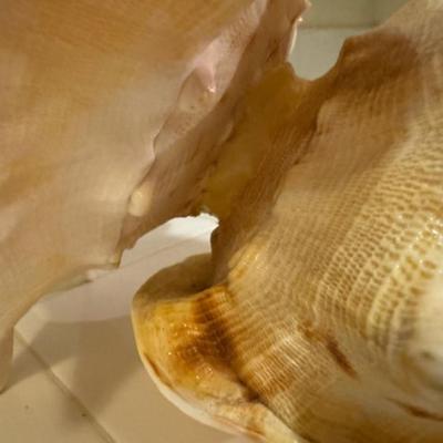 CONCHE SHELL NIGHT LIGHT