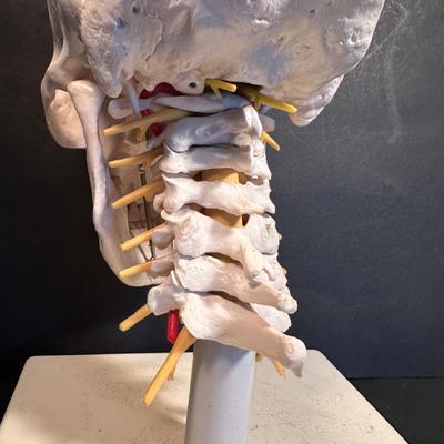 LOT 36: Phrenology Head, Anatomical Skull Model & More