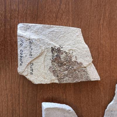 FOSSILS, CRYSTALS AND ROCKS