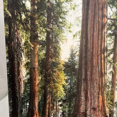 Yosemite Wawona Tunnel Tree Canvas Print