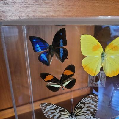 Signed Butterfly Art and More (DR-CE)