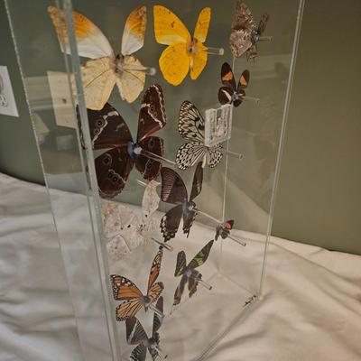 Signed Butterfly Art and More (DR-CE)