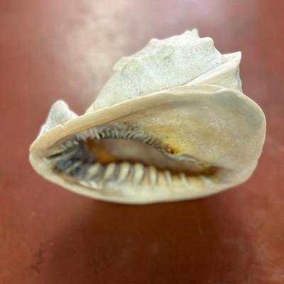 Natural Large King Helmet Conch Sea Shell