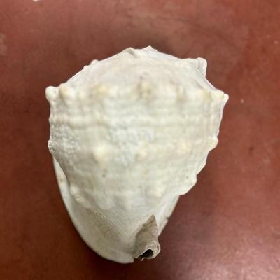 Natural Large King Helmet Conch Sea Shell