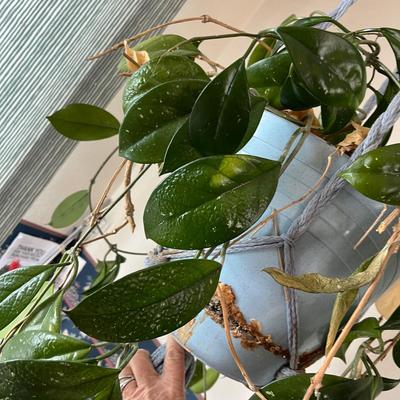 Hoya House Plants
