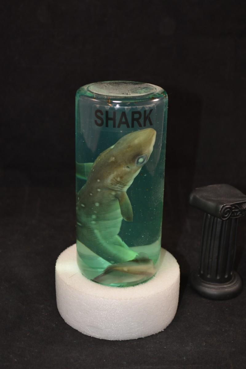 Preserved Small Shark in a Jar | EstateSales.org