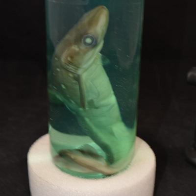 Preserved Small Shark in a Jar