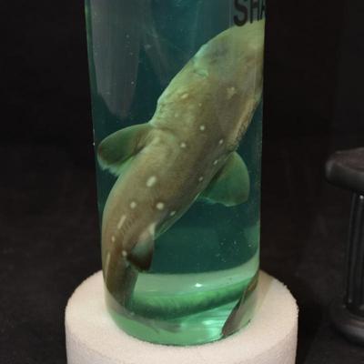 Preserved Small Shark in a Jar