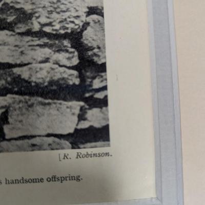 1930s Vintage Scottish Terrier Stud Malgen Dhu & His Family Photo