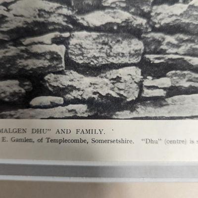 1930s Vintage Scottish Terrier Stud Malgen Dhu & His Family Photo