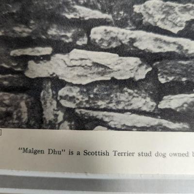 1930s Vintage Scottish Terrier Stud Malgen Dhu & His Family Photo