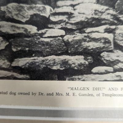 1930s Vintage Scottish Terrier Stud Malgen Dhu & His Family Photo