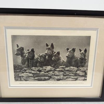 1930s Vintage Scottish Terrier Stud Malgen Dhu & His Family Photo