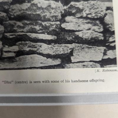 1930s Vintage Scottish Terrier Stud Malgen Dhu & His Family Photo