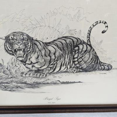 Framed W. D. Gaither Bengal Tiger Print 23 1/2" x 18"