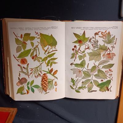 1892 PHOTOGRAPHS OF FAMOUS SCENES AND MORE