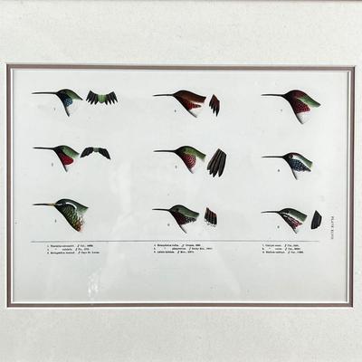 1081 Baird, Ridgeway, Brewer 4 Framed Bird Head Engravings