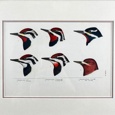 1081 Baird, Ridgeway, Brewer 4 Framed Bird Head Engravings