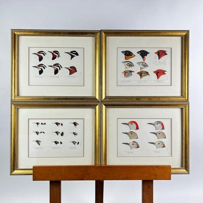 1081 Baird, Ridgeway, Brewer 4 Framed Bird Head Engravings