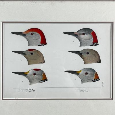 1081 Baird, Ridgeway, Brewer 4 Framed Bird Head Engravings